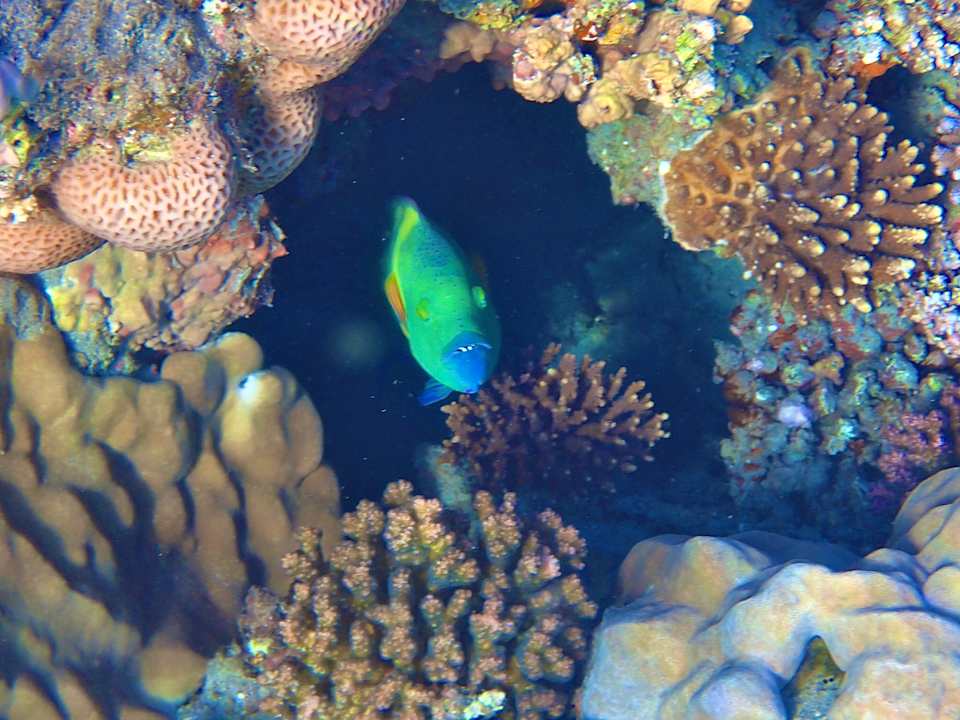 Strand Malikia Resort Abu Dabbab