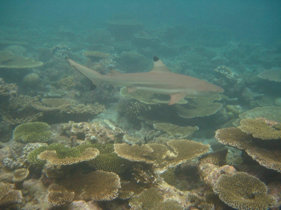 Schwarzspitzenriffhai Kuramathi Maldives