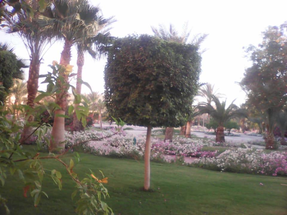 Sonstiges Desert Rose