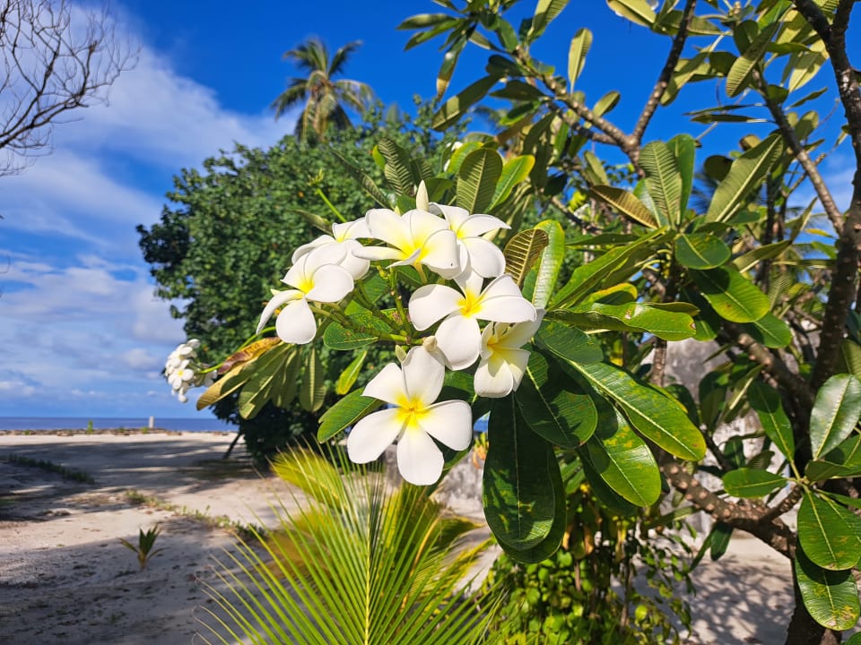 Gartenanlage Reethi Beach Resort