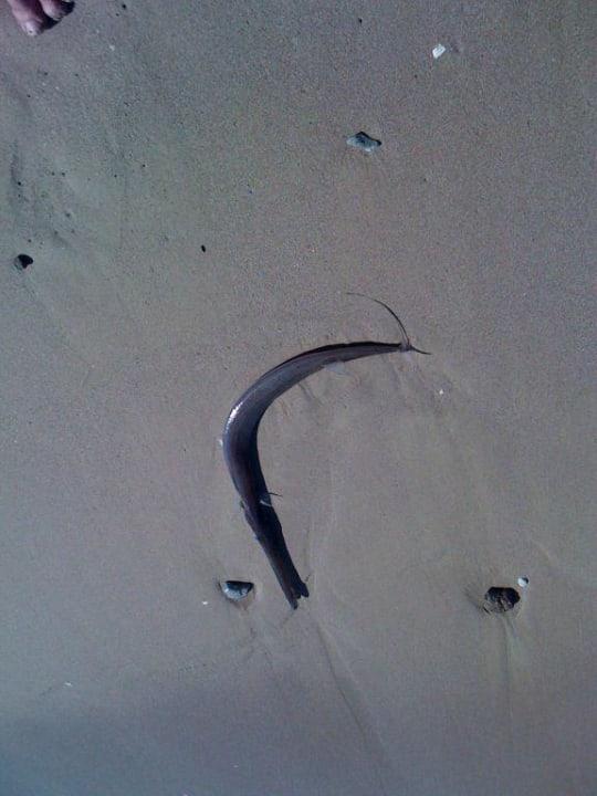 Jeden Tage das gleiche Bild! Miramar Al Aqah Beach Resort