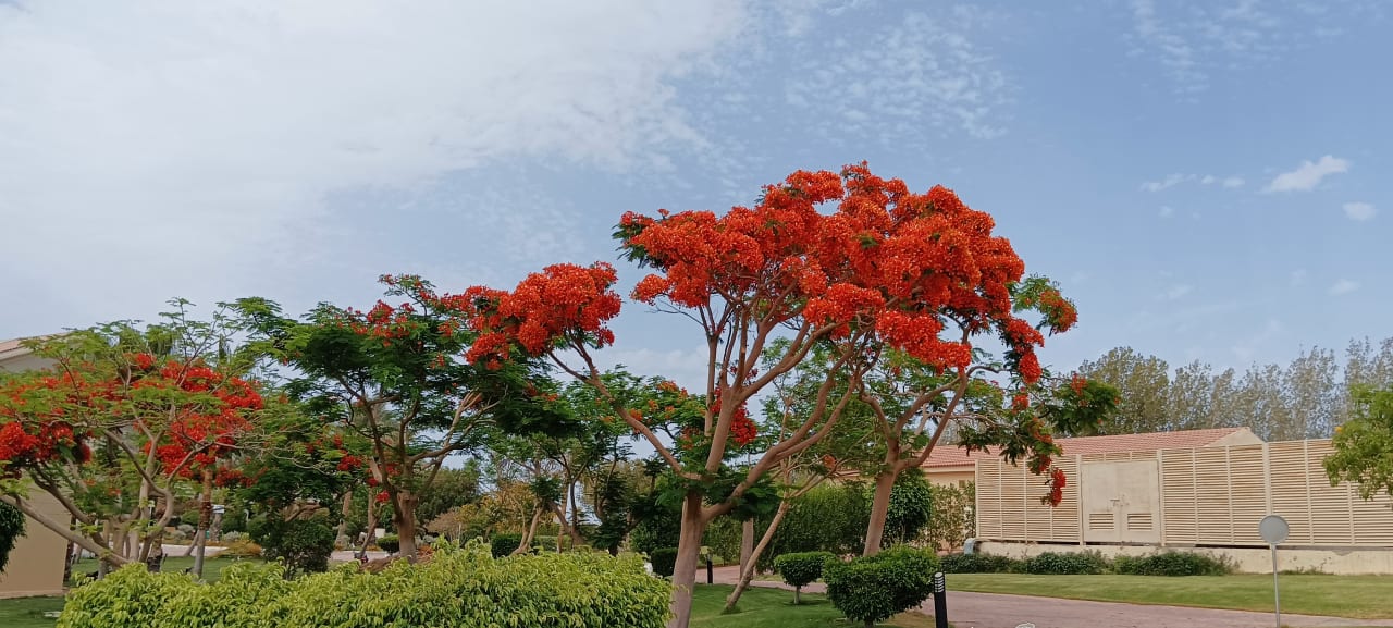 Garten Cleopatra Luxury Resort Makadi Bay
