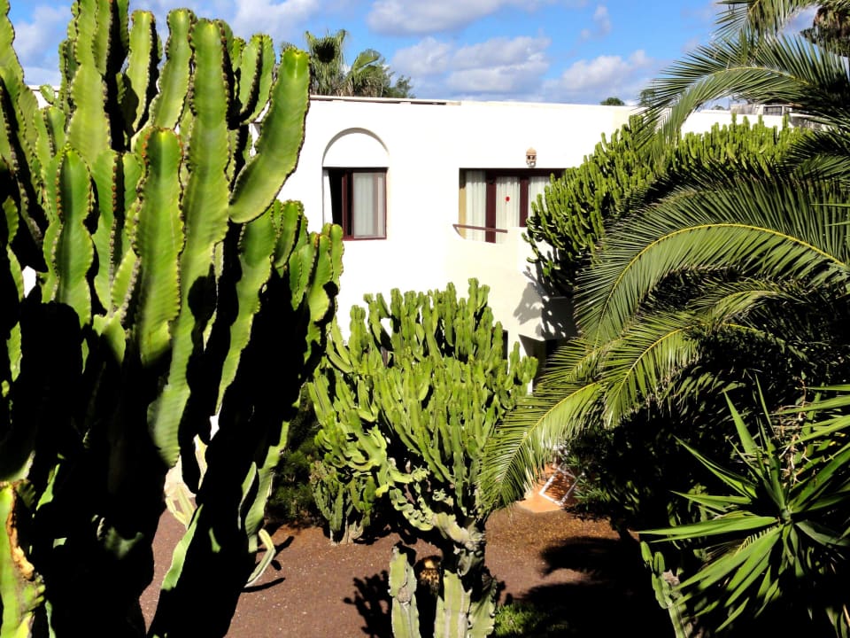 Suite hinter Kakteen Alua Suites Fuerteventura