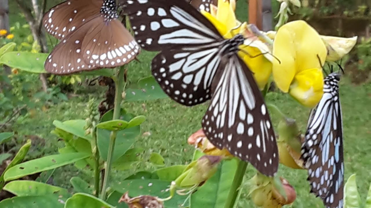 Gartenanlage Hotel Abad Turtle Beach