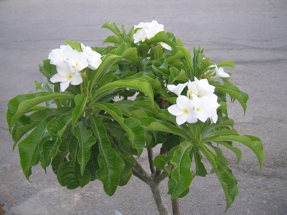 Plumeria Pudica Hotel Kathrin Beach