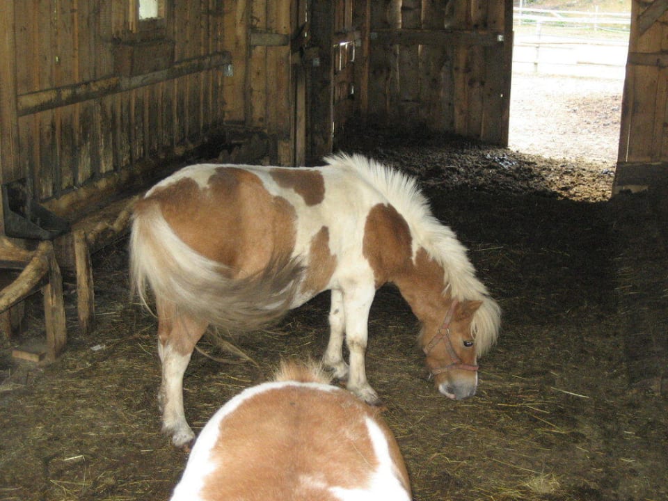 Ponys Sonnenwald Hotel