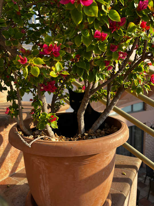 Gartenanlage Limak Limra Hotel & Resort