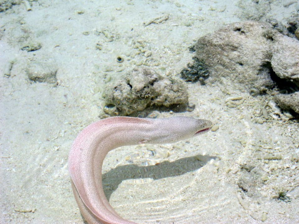 Muräne, direkt am Strand Meeru Maldives Resort Island