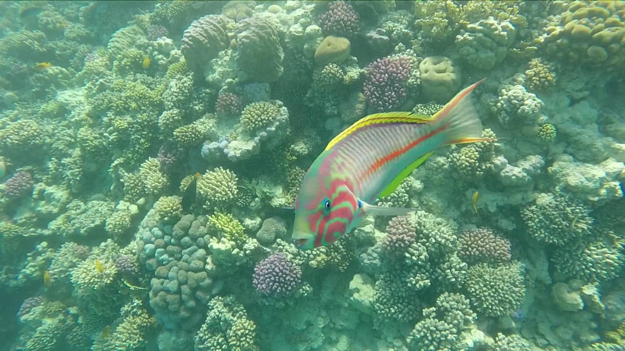 Hausriff Makadi Spa - Adults only