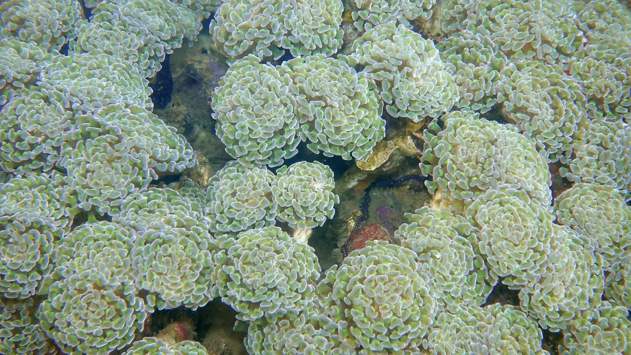 Strand Agusta Eco Resort