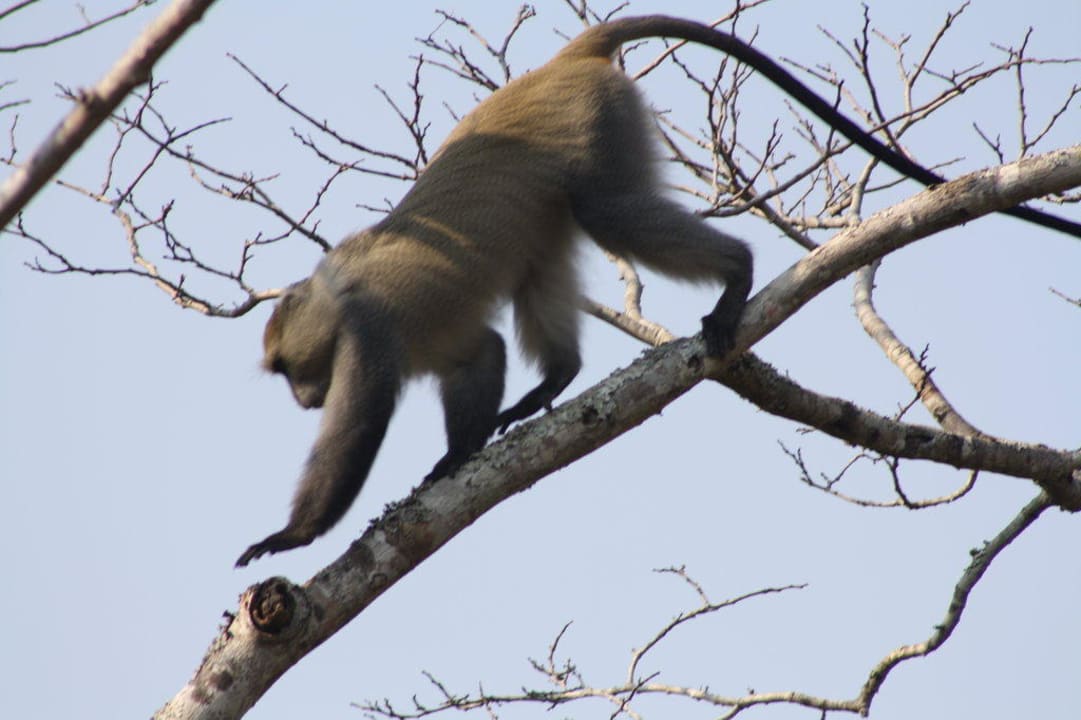 Täglicher Besuch Game Lodge Tembe National Elephant Park