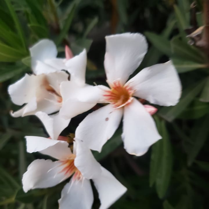 Sonstiges Alba Queen Hotel