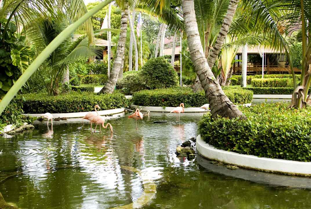 Flamingos im Teich Hotel Grand Palladium Palace Resort, Spa & Casino