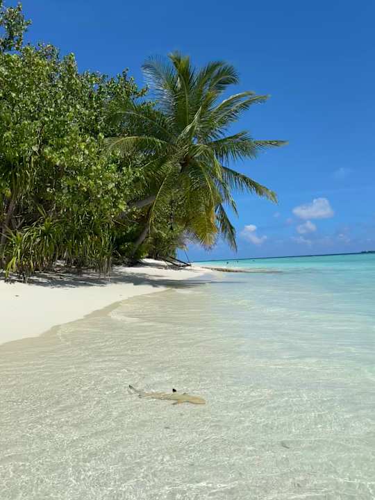 Strand Vilamendhoo Island Resort & Spa