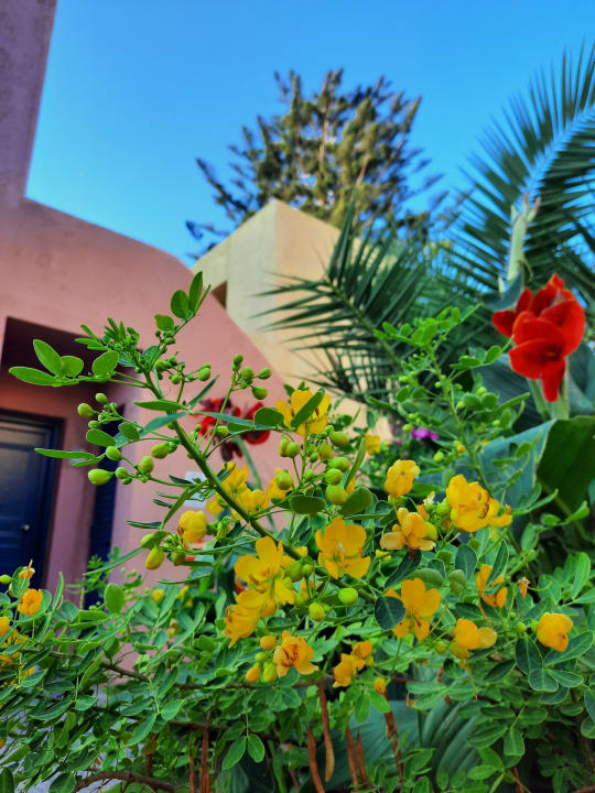 Gartenanlage Dessole Dolphin Bay Resort