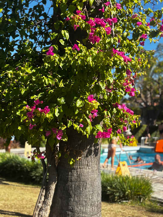 Sonstiges Arum Barut Collection