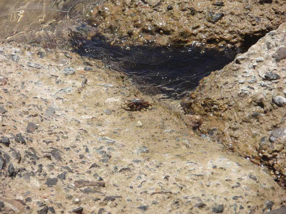 Krebs Pickalbatros Aqua Park Resort - Hurghada