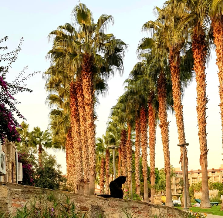 Gartenanlage Arum Barut Collection