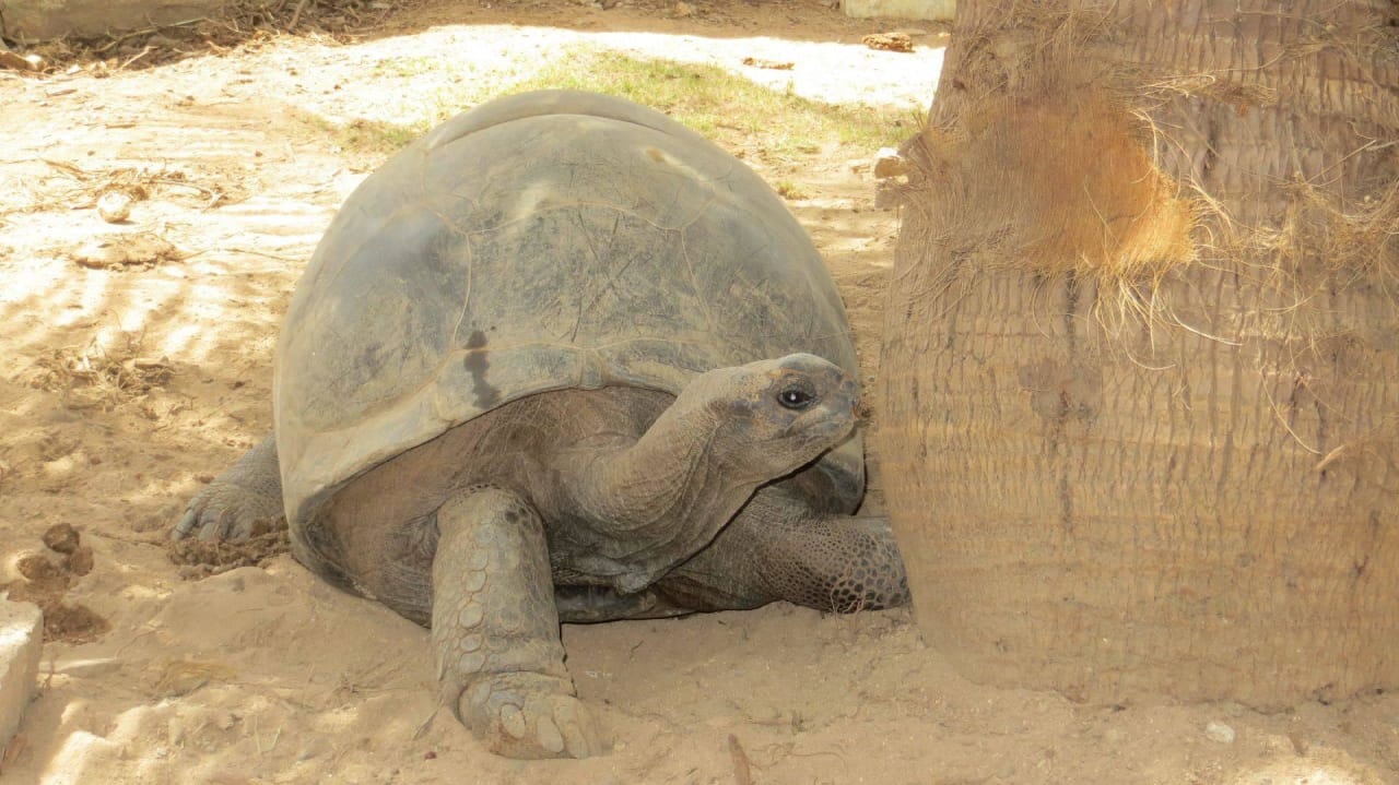 Selbsterklärend Jamelah Apartments & Guest House