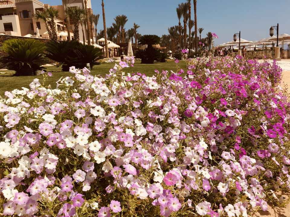 Gartenanlage  Makadi Spa - Adults only