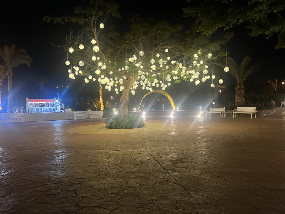 Gartenanlage Desert Rose