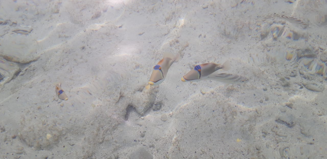 Strand Lazuli Hotel Marsa Alam