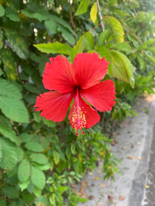 Gartenanlage Villa Park Sun Island