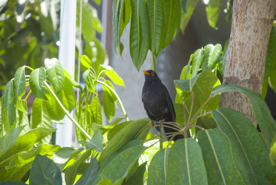 Kanarischer Vogel Apartamentos El Paseo