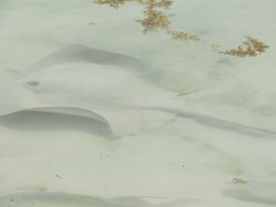 Strand Akumal Bay Beach & Wellness Resort