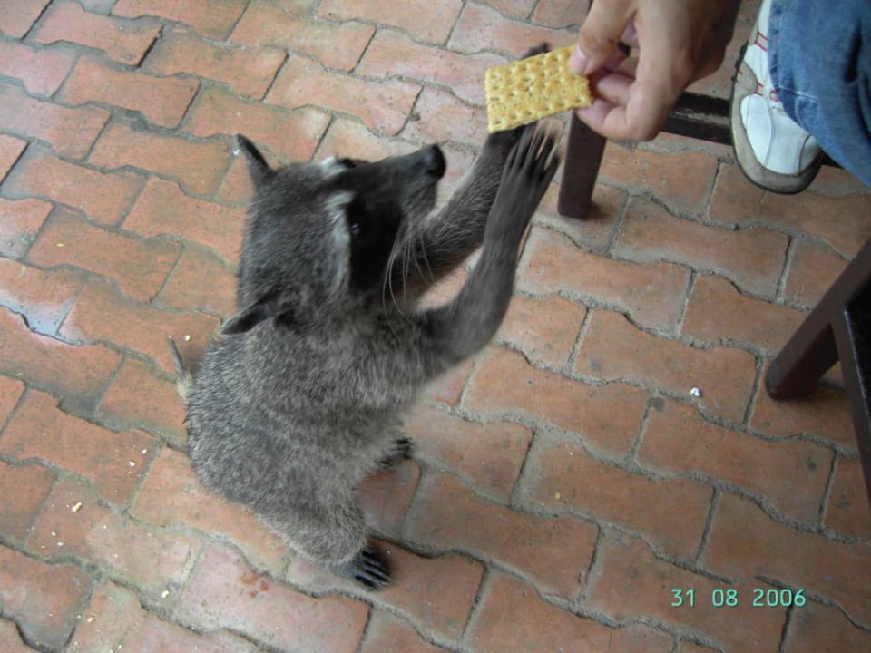 Waschbär Hotel & Club Punta Leona