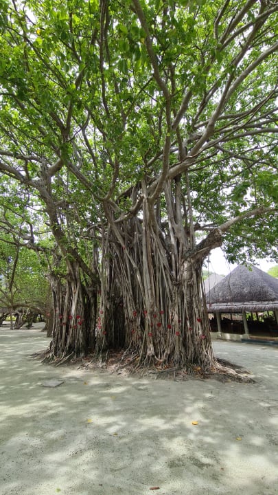 Gartenanlage Adaaran Select Hudhuran Fushi - Premium All Inclusive