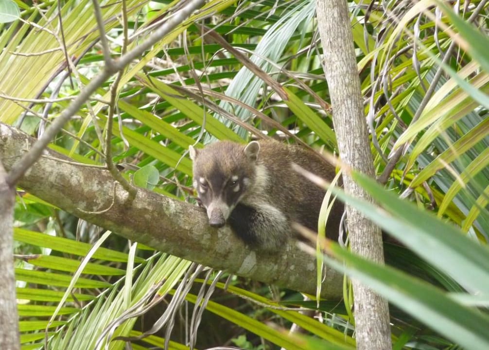 Im Schlaf gestörter Nasenbär Catalonia Playa Maroma