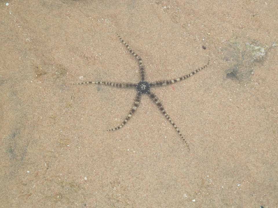 Seestern Beach Albatros Resort