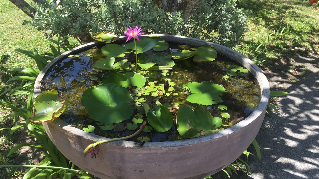 Gartenanlage Coco Palm Beach Resort