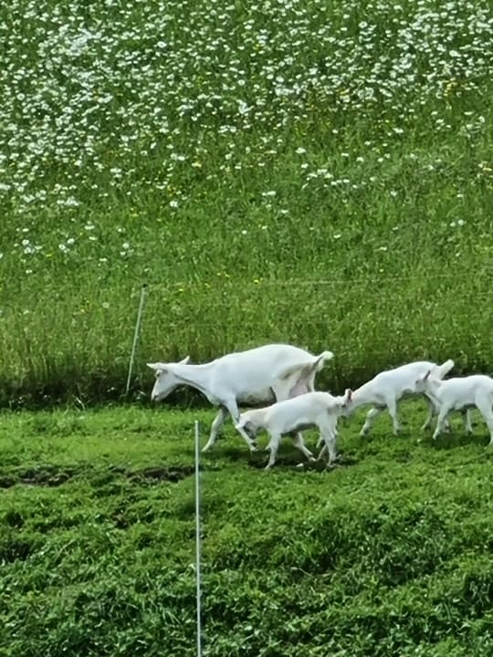 Ausblick Tirol Lodge
