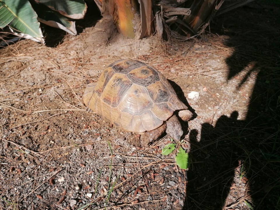 Sonstiges Megasaray Club Belek