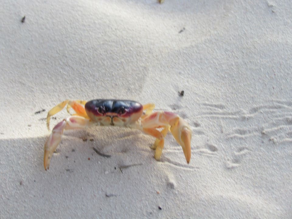 Hallo! JOIA Bávaro by Iberostar