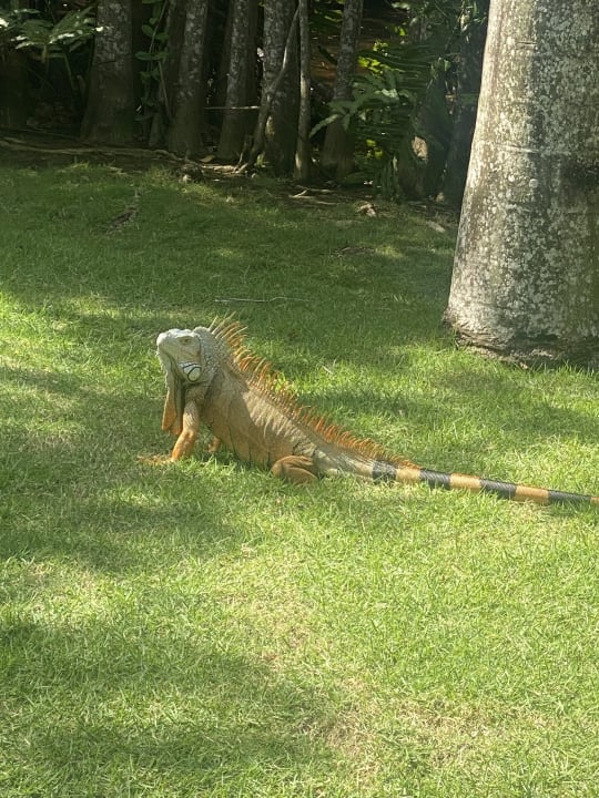 Gartenanlage Caribe Deluxe Princess