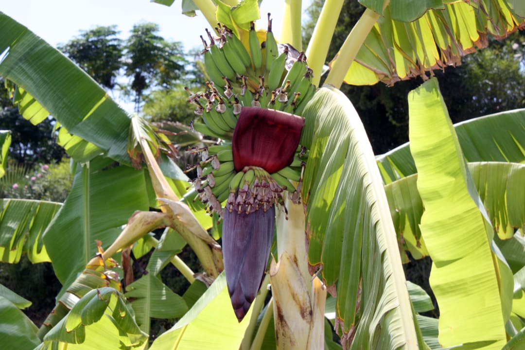 Banaan Royal Atlantis Spa & Resort