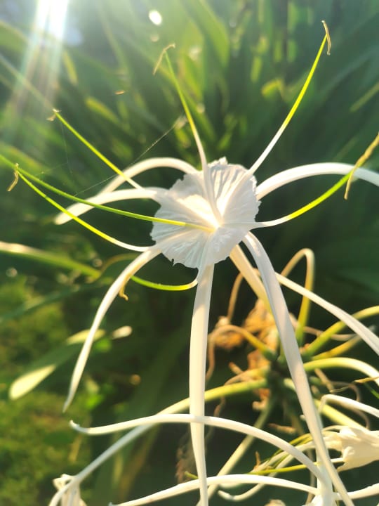 Gartenanlage Bahia Principe Grand Tulum