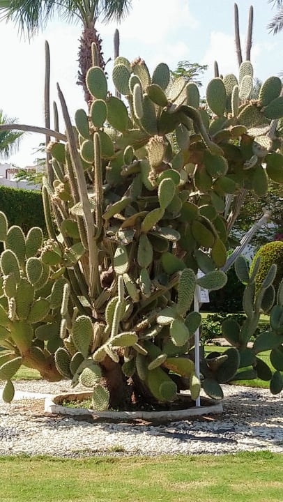 Gartenanlage Sharm Club Beach Resort