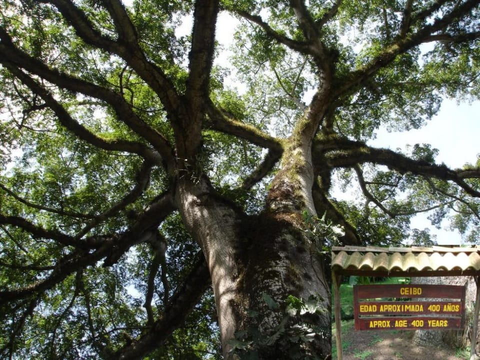 400 Jahre alter Baum Hotel & Club Punta Leona