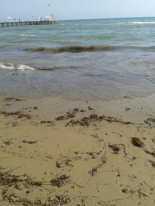 Dreckiger Strand PALOMA Perissia