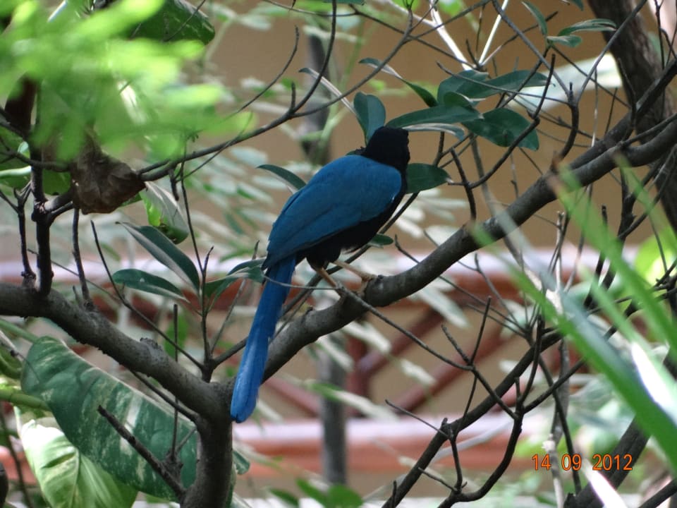 Viele bunte Vögel in der Anlage Catalonia Royal Tulum Beach & Spa Resort - Adults only