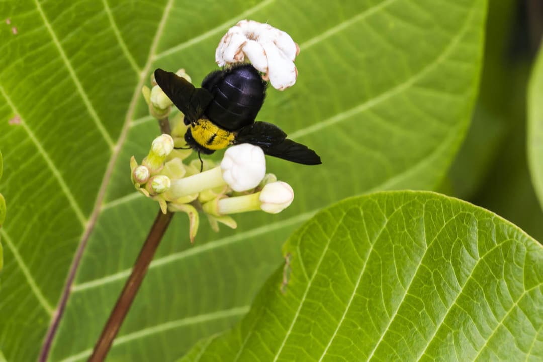 Käfer am Strand Gangehi Island Resort