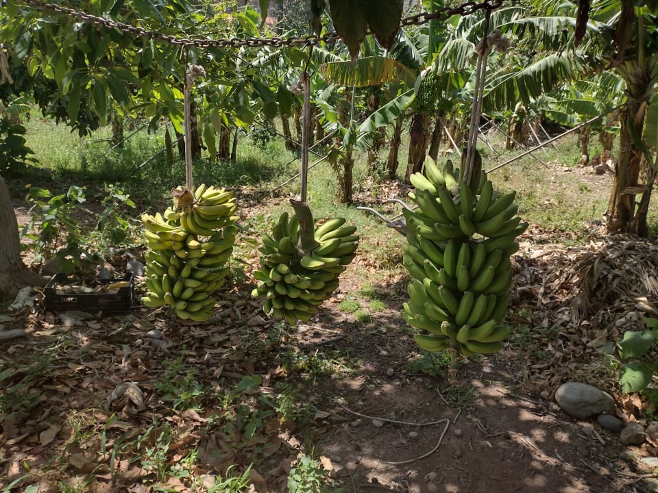 Gartenanlage Hotel Finca El Cabrito