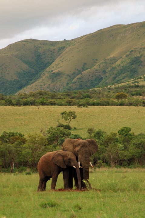 Sonstiges Nkomazi Game Reserve
