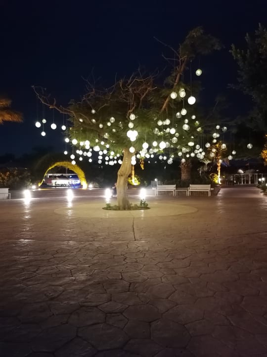 Ausblick Desert Rose