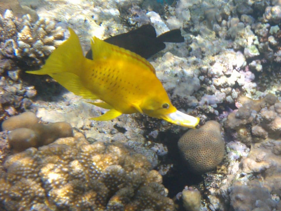 Strand Makadi Spa - Adults only