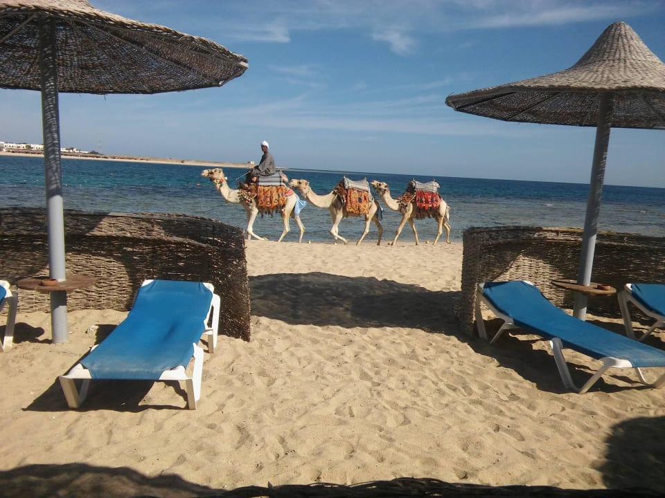 Sehr gepflegt und sauber Malikia Resort Abu Dabbab